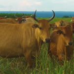 Taurino Tropical: criador da raça Caracu alia produtividade com qualidade da carne
