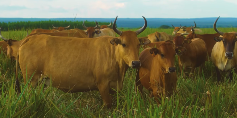 Taurino Tropical: criador da raça Caracu alia produtividade com qualidade da carne